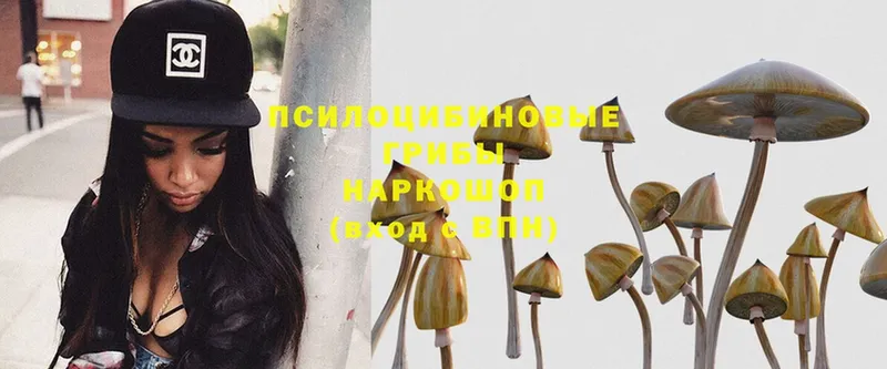 Псилоцибиновые грибы Magic Shrooms  магазин продажи   кракен зеркало  Карпинск 